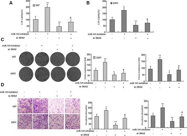 SKA2 mediated the effect of miR-141 on glioma cells.