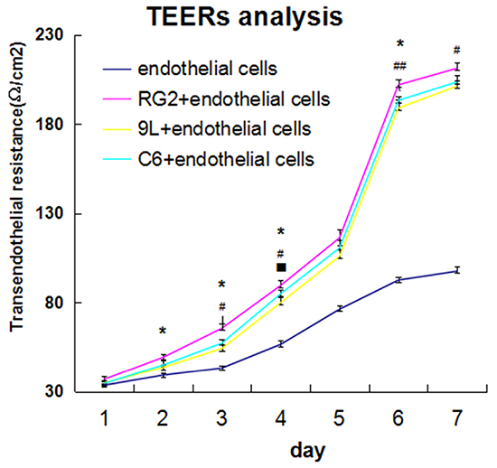 Transendothelial resistance detection (TEER) in endothelial cells and BTB from day 1 to day 7.