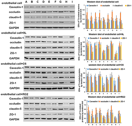Western blot of TJ-related proteins, caveolin-1 and H2R expression in endothelial cell and BTB.
