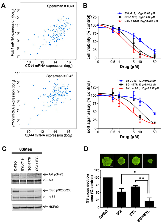 PIM kinase targeting enhances the inhibitory effects of PI3K inhibitors on patient-derived GSCs.