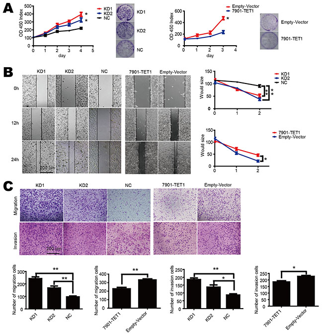 TET1 inhibits cell proliferation, migration and invasion in gastric cell lines.