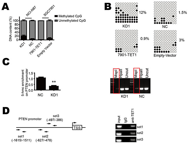 TET1 increases 5-hmC content in the promoter region of PTEN and promotes its demethylation.