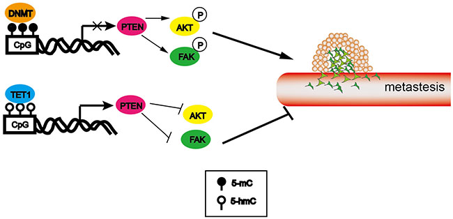Schematic presentation of TET1 action in metastasis.