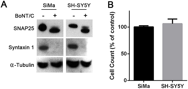 Naive human neuroblastoma cells are resistant to botulinum neurotoxin type C-induced cytotoxicity.