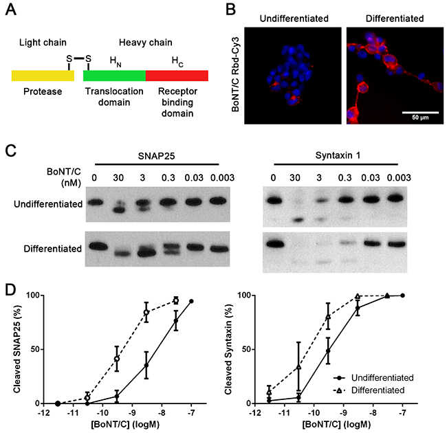 Differentiation of SiMa cells results in enhanced botulinum type C binding and SNARE cleavage.