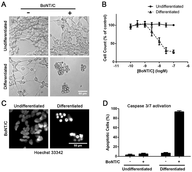 Differentiated SiMa cells undergo BoNT/C-induced apoptotic death.