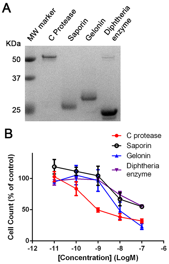 Botulinum type C protease is cytotoxic following intracellular delivery.