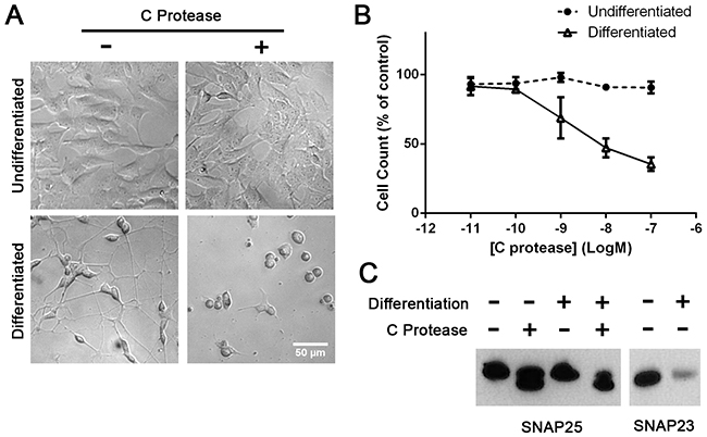 Differentiated SH-SY5Y neuroblastoma cells exhibit sensitivity to botulinum type C protease.