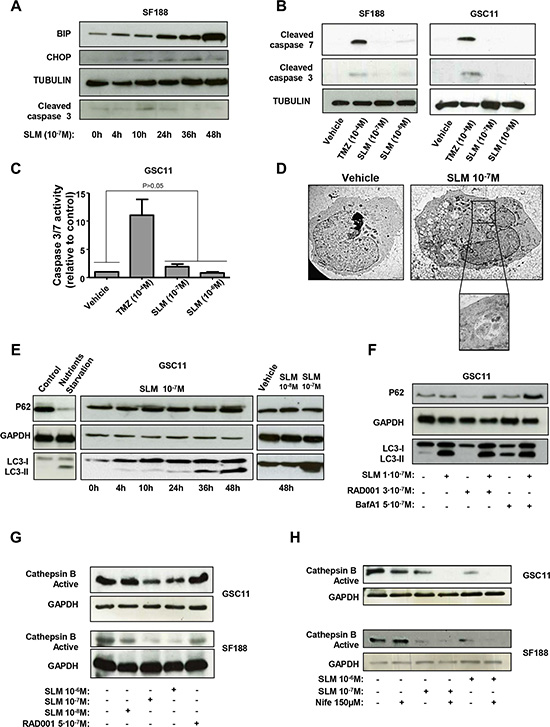 SLM induces ER stress and an aberrant autophagic flux.