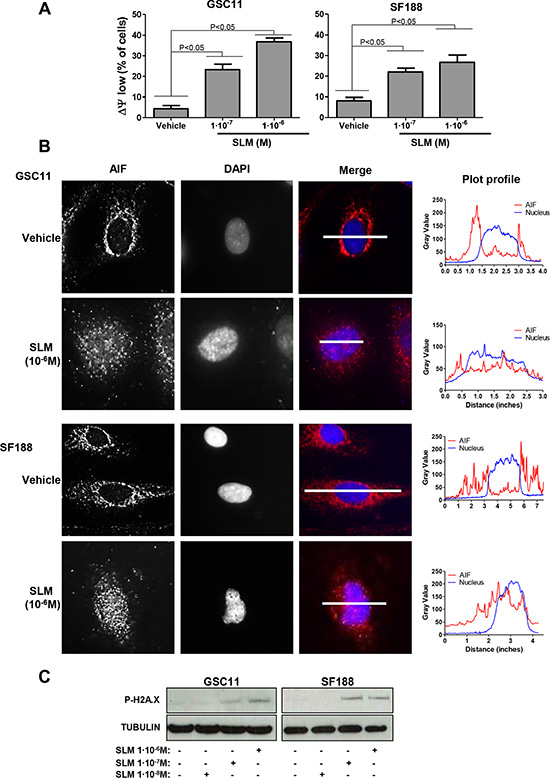 SLM induces mitochondrial MOMP.