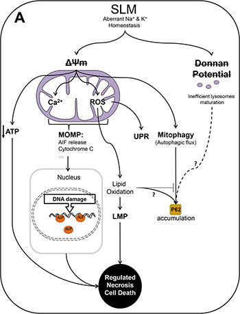 Schematic representation of the authors&#x2019; proposed model of the action of SLM in glioblastoma cells.