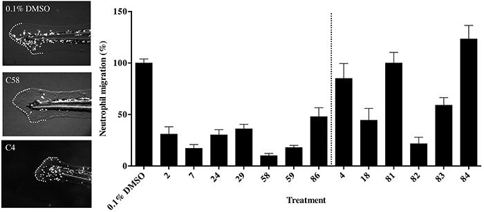 The effect of thalidomide analogs on the inflammatory response to wound healing.