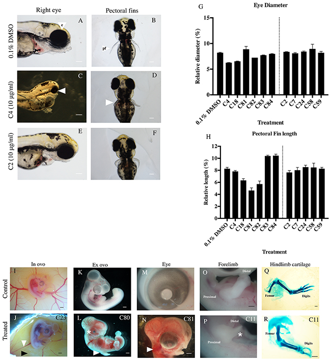 Defects seen in zebrafish and chicken embryos following thalidomide analog treatment