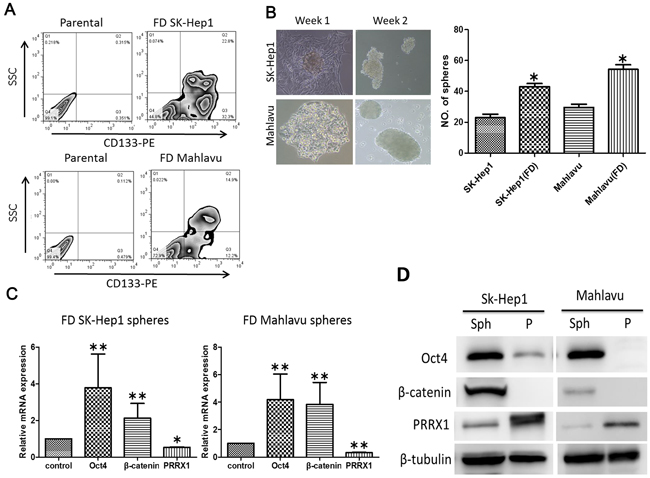 FD was associated with increased stemness in HCC cell lines.