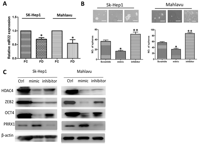 Down-regulation of miR-22 signaling axis in FD-conditioned HCC cells.