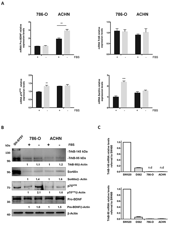 Pro-BDNF, BDNF, p75NTR, TrkB and sortilin expressions in 786-O and ACHN renal cell carcinoma cells in presence or absence of fetal bovine serum (FBS).