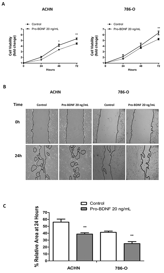 Pro-BDNF increases both cell viability and migration, in ACHN and 786-O renal cell lines.