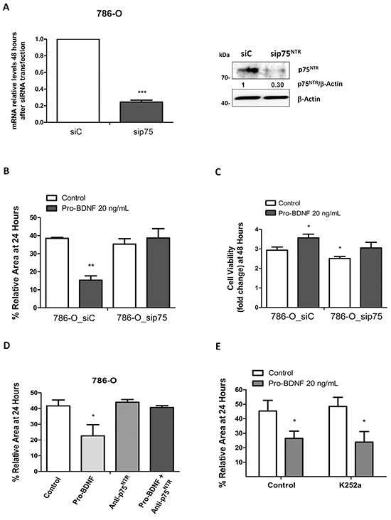 Effects of pro-BDNF on cell viability and migration in 786-O cell line.