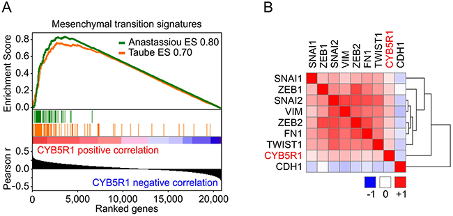 CYB5R1 is linked to EMT in gene expression data of colon cancers from the TCGA.