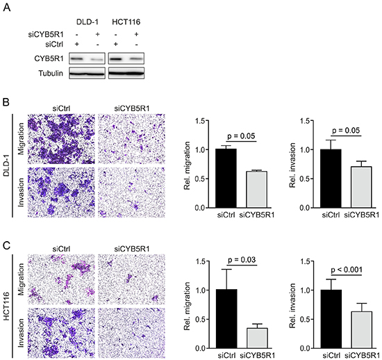 CYB5R1 depletion decreases migration and invasion of colon cancer cells.