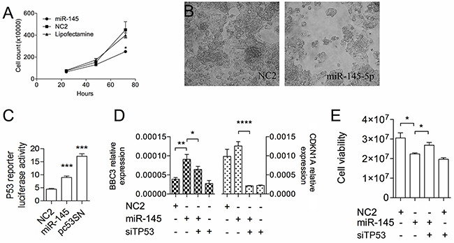 The miR-145-5p inhibits HepG2 cell growth by activating TP53.