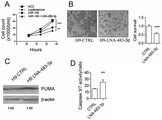 The miR-483-3p protects miR-145-5p induced cell death by targeting BBC3.