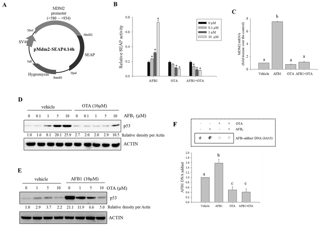 Effects of carcinogenic mycotoxins on Mdm2 and p53 expression in human intestinal cancer cells.