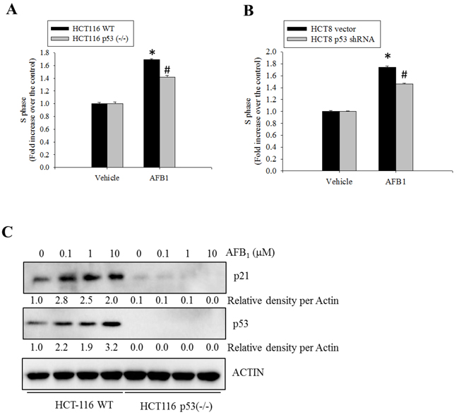 Roles of p53 protein in AFB1-induced S phase arrest.