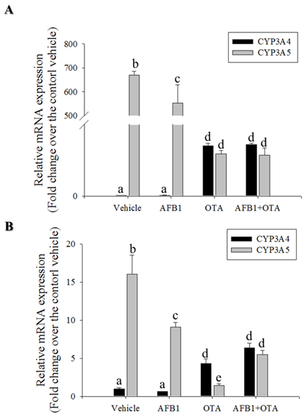 Effects of OTA and AFB1 on intestinal CYP3A.