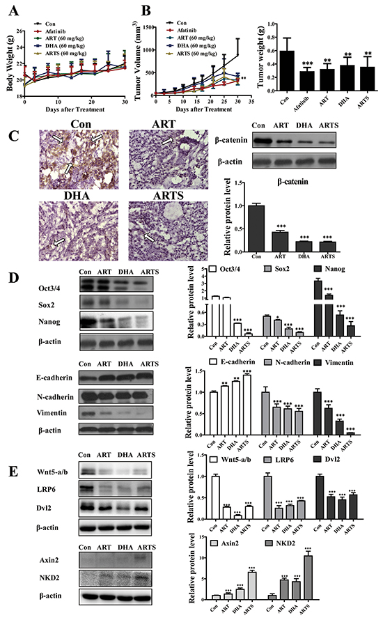 ART, DHA, and ARTS suppressed cell proliferation in A549 xenograft mice model by inhibiting Wnt/&#x03B2;-catenin, EMT and CSCs in vivo.