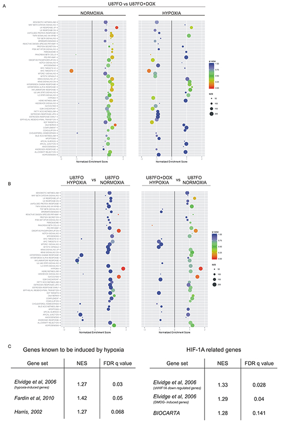 Hypoxia and Omomyc cross-regulate gene expression program.