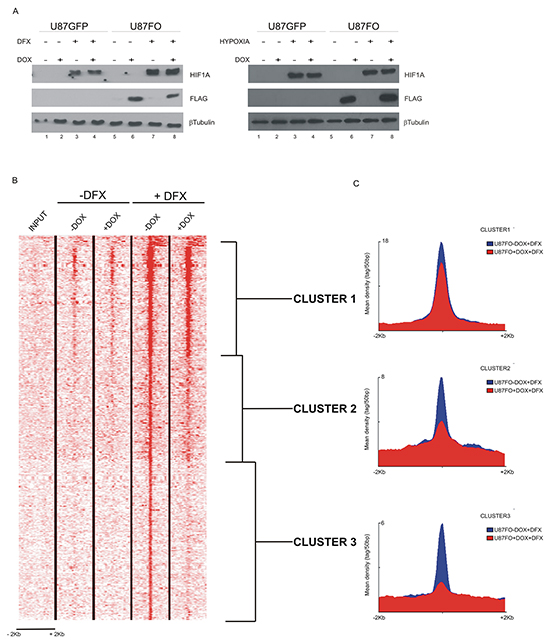 c-MYC inhibition destabilizes HIF1A binding to target promoters