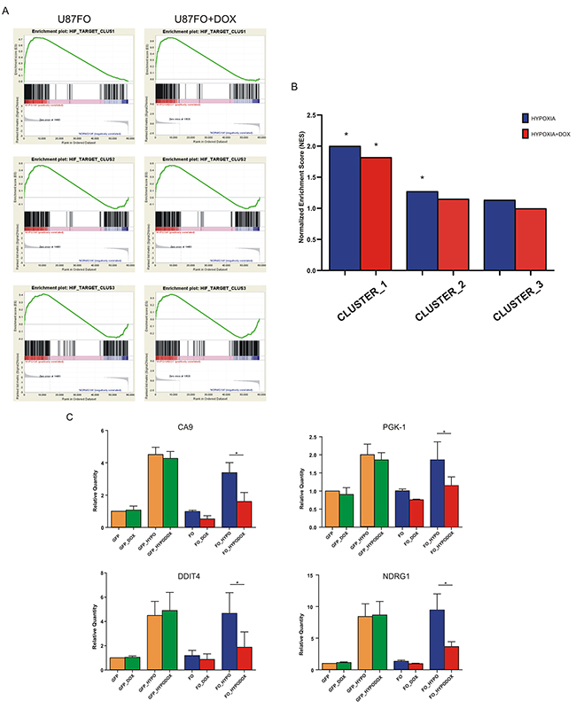 c-MYC regulates HIF1A transcription activity.