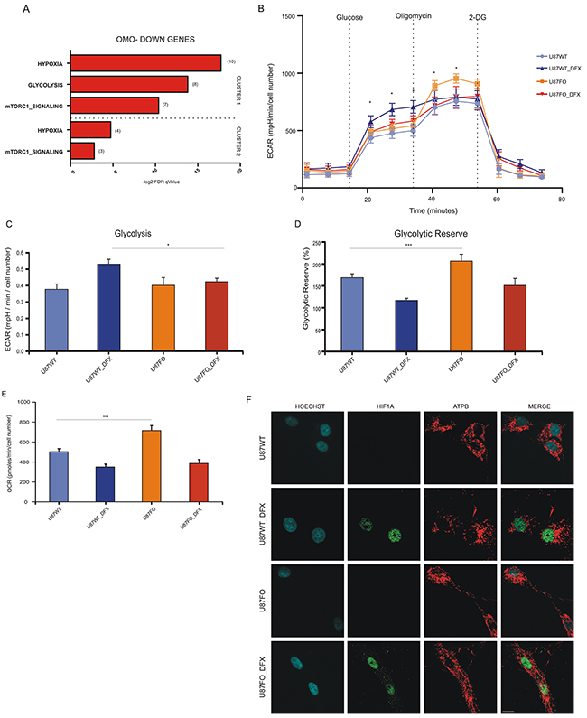 HIF1A controls metabolic profile in a c-MYC dependent manner.