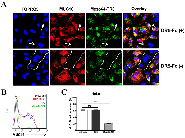 Meso64-TR3 preferentially binds to MUC16-expressing tumor cells via the high affinity mesothelin/MUC16 interaction.