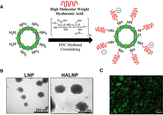 Hyaluronic acid (HA) decorated lipid nanocarrier fabrication overview and characterization.