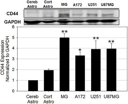 CD44 protein expression analysis in six cells in the GBM tumor microenvironment.