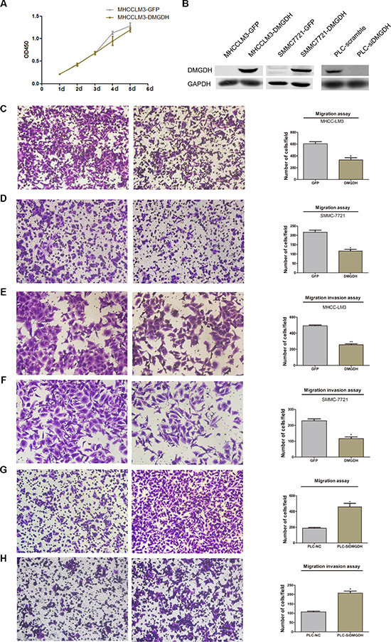 The migration suppression effect of DMGDH on HCCcell lines.