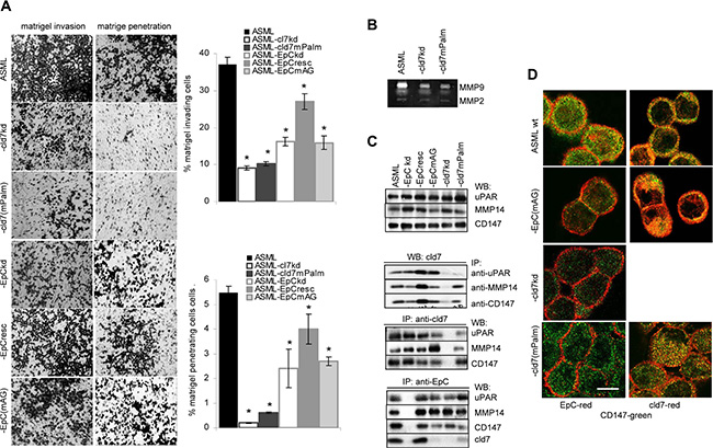 Palmitoylated claudin7 supports invasiveness and protease activity:
