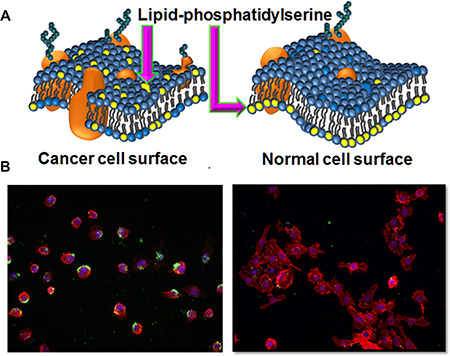 Lipid-PS expression difference between cancer vs normal cells.