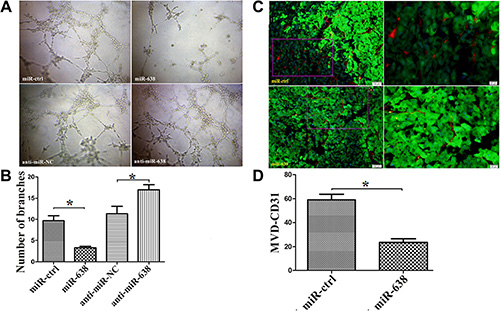 miR-638 inhibits tumor angiogenesis in vitro and in vivo.