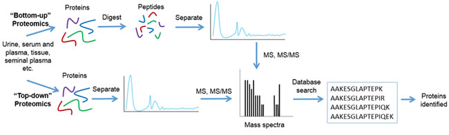 Workflow for bottom-up and top-down proteomics.