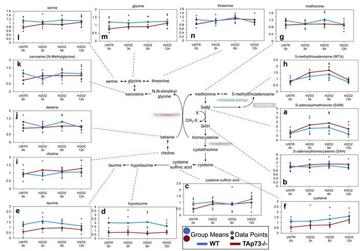 Loss of TAp73 enhances methionine metabolism following H