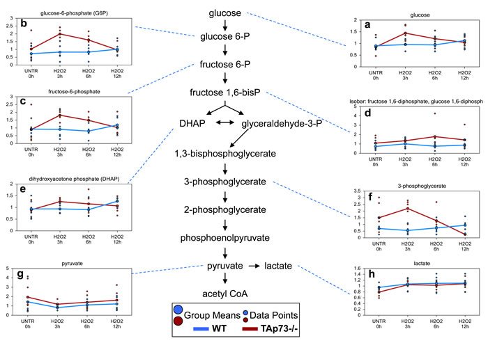 Glycolysis is increased early only in TAp73-/-following H