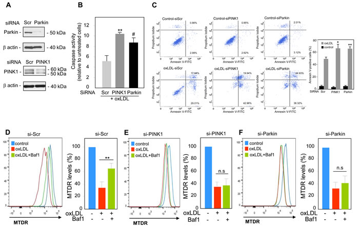 PINK1 and Parkin knockdown enhances human VSMC apoptosis mediated by oxidized LDL.