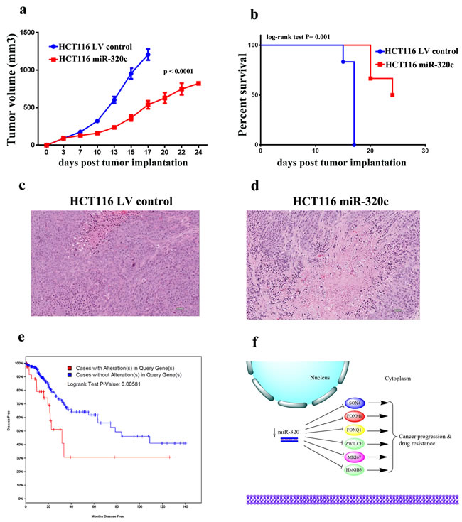 miR-320 expression suppresses CRC growth