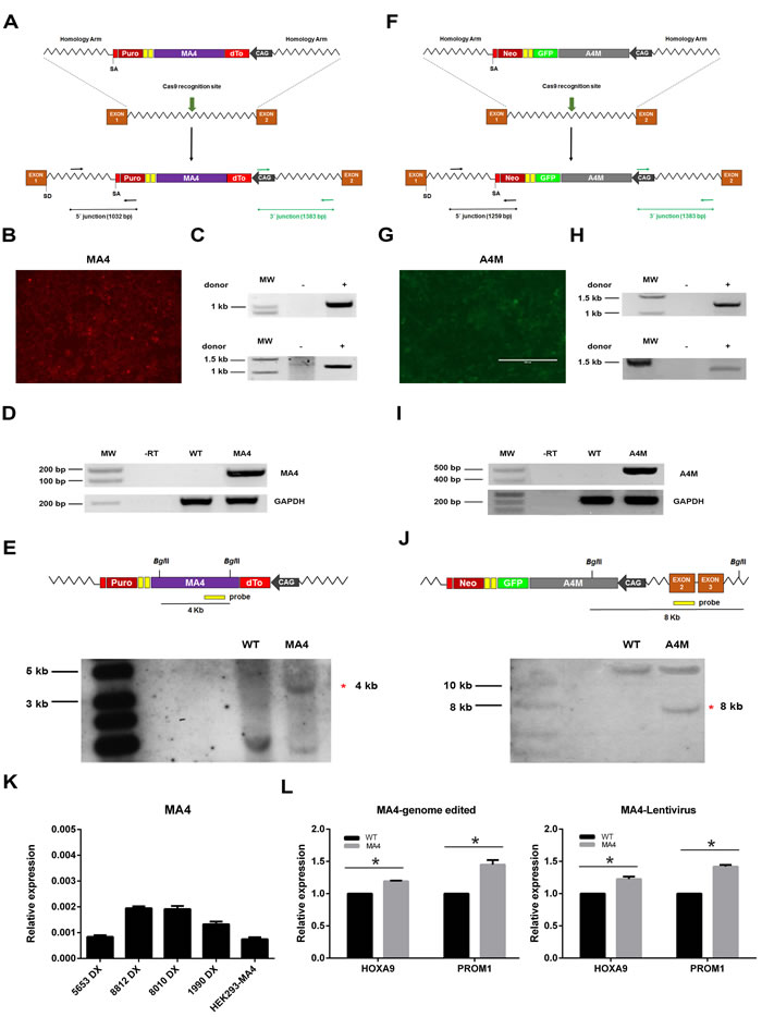CRISPR/Cas9-mediated generation of syngeneic HEK293 cells expressing a unique copy of MA4 or A4M in the AAVS1 safe harbor.
