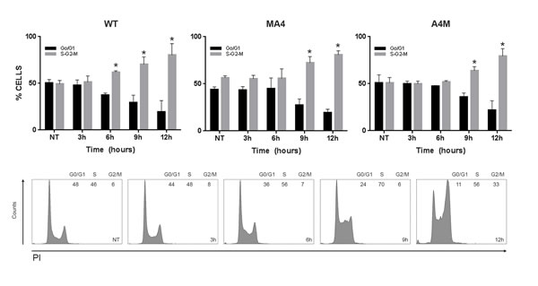 Cell cycle distribution assessed at the indicated time points after etoposide pulse.