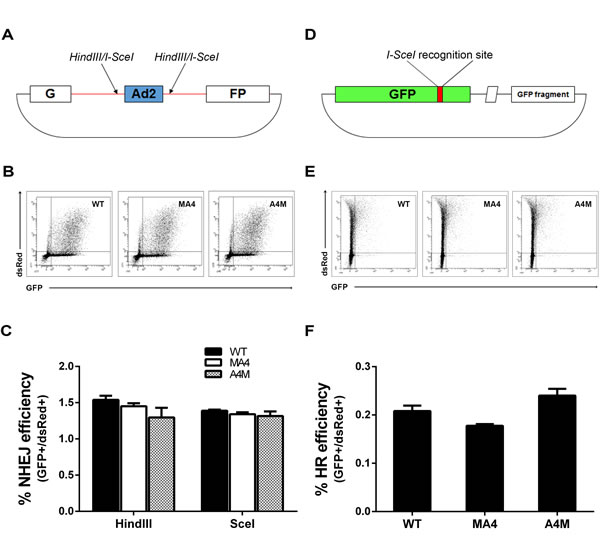 Analysis of NHEJ and HR in WT, MA4 and A4M-expressing cells.