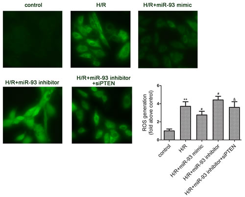 Effects of miR-93 on H/R-induced ROS generation in H9c2 cells.